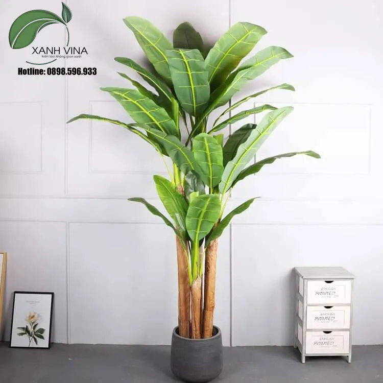 Cận cảnh cây chuối cảnh