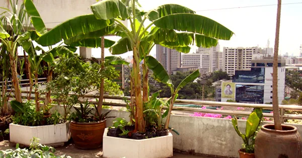 Cây chuối cảnh trên ban công