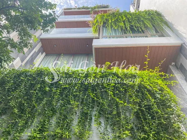 Vẻ đẹp lãng mạn của cúc tần Ấn Độ rủ xuống