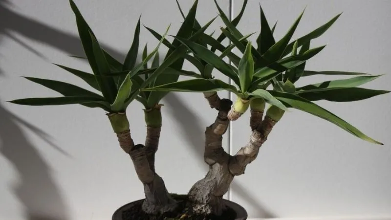 Công dụng của cây Đại Lộc trong đời sống hằng ngày