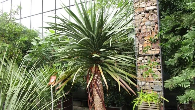 Ý nghĩa của Đại Lộc trong phong thủy