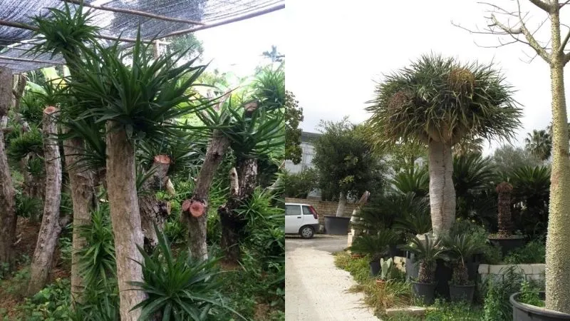 Cách trồng và chăm sóc cây Đại Lộc