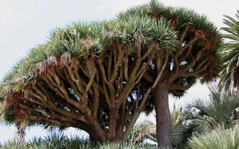 Cây Đại Lộc cổ thụ