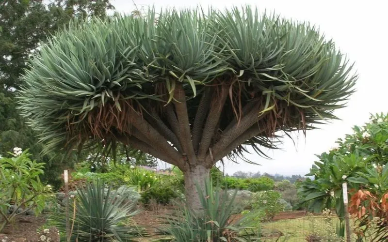 Tán cây Đại Lộc tròn đều