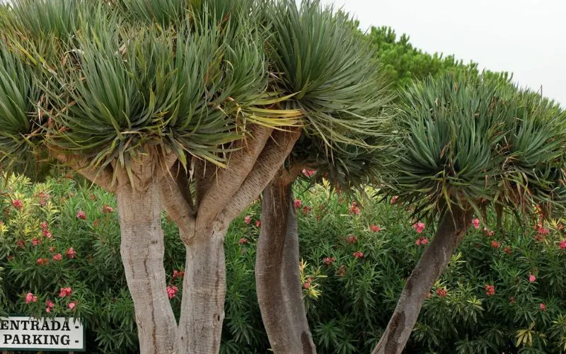 Trồng cây Đại Lộc làm hàng rào