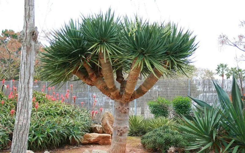 Dáng cây Đại Lộc