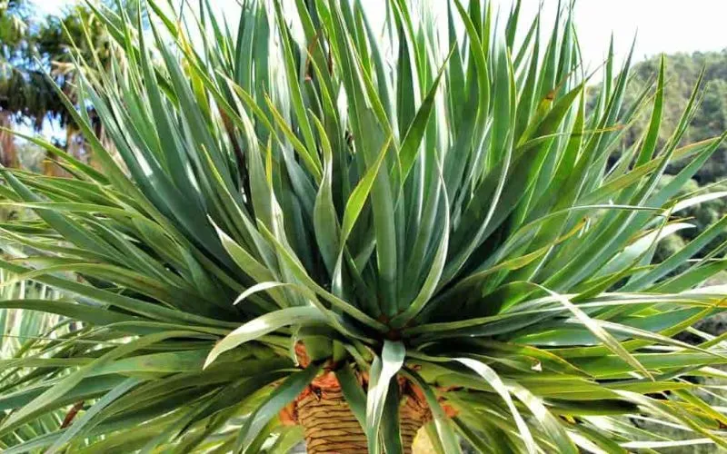 Tán cây Đại Lộc