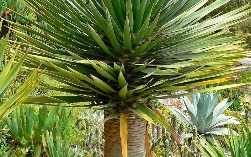 Cận cảnh cây Đại Lộc