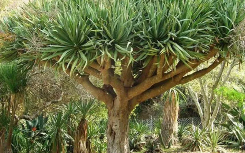 Cây Đại Lộc trong sân vườn