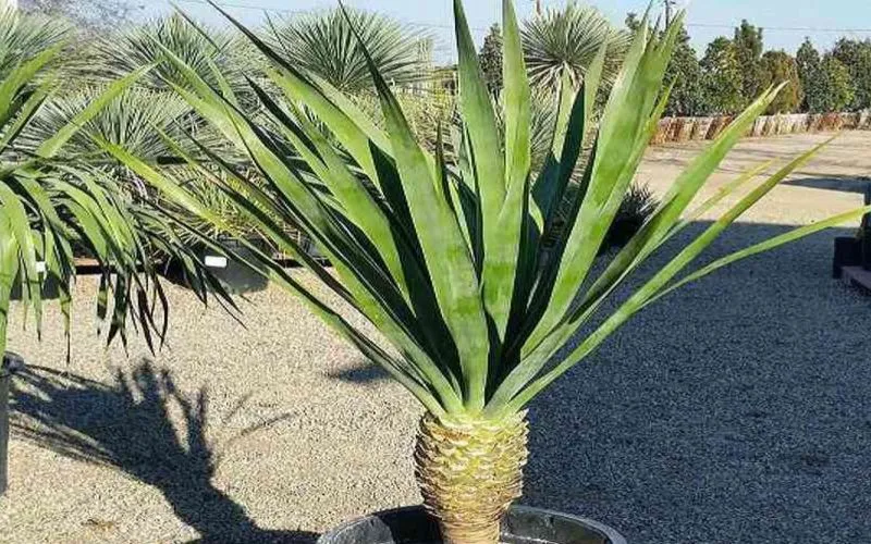 Cây Đại Lộc cảnh