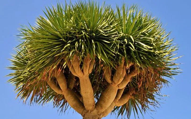 Cây Đại Lộc trưởng thành