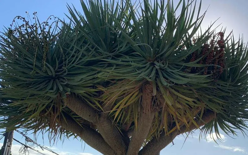 Cây Đại Lộc tỏa bóng mát