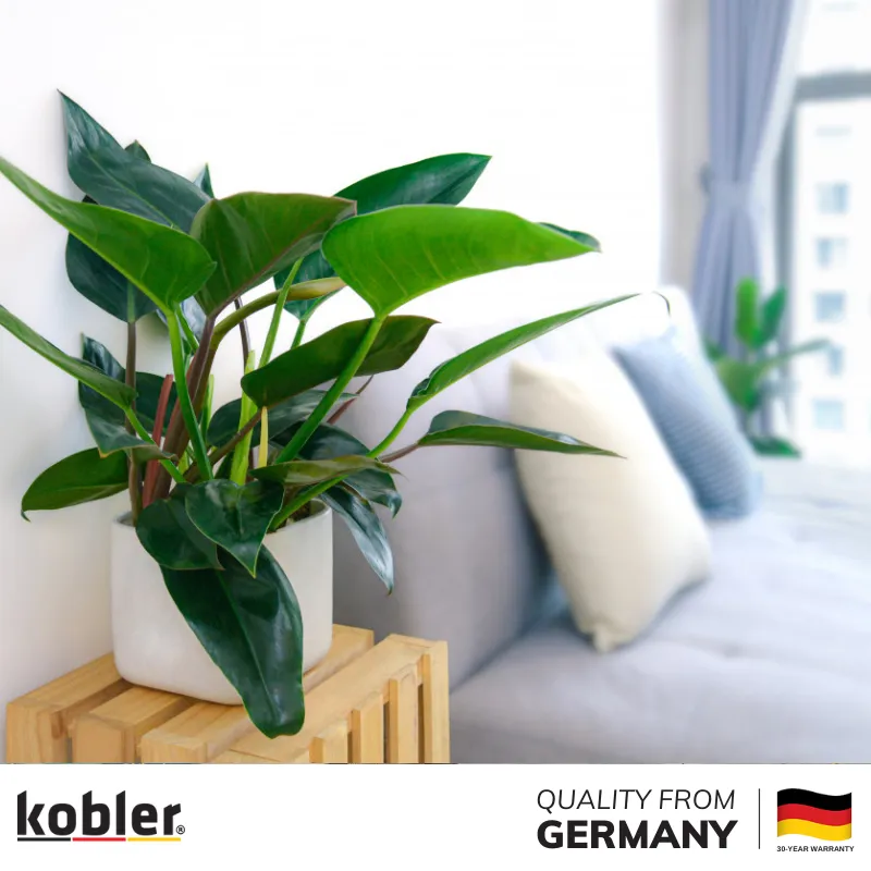 Cây để phòng khách tạo vẻ đẹp sang trọng