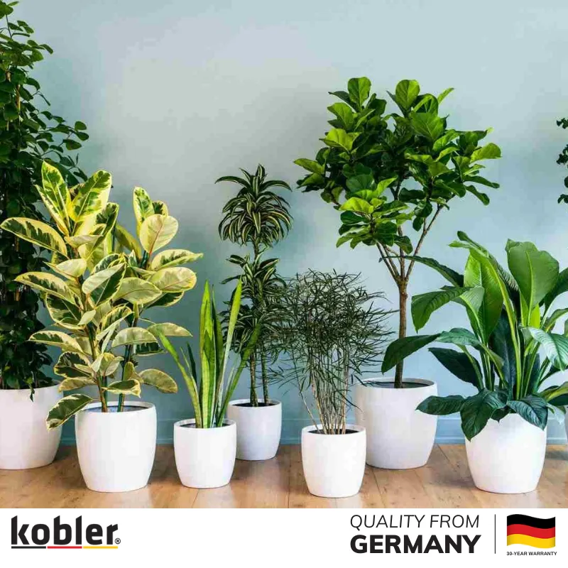 Cây cảnh mang lại tài lộc và may mắn