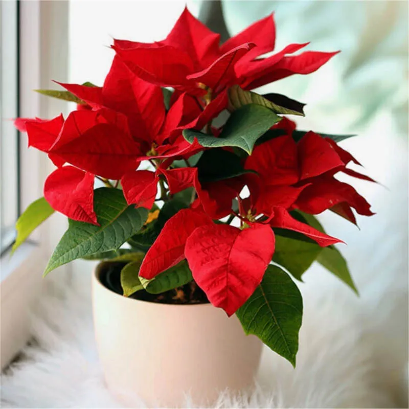 Cây Hoa Trạng Nguyên với lá màu đỏ