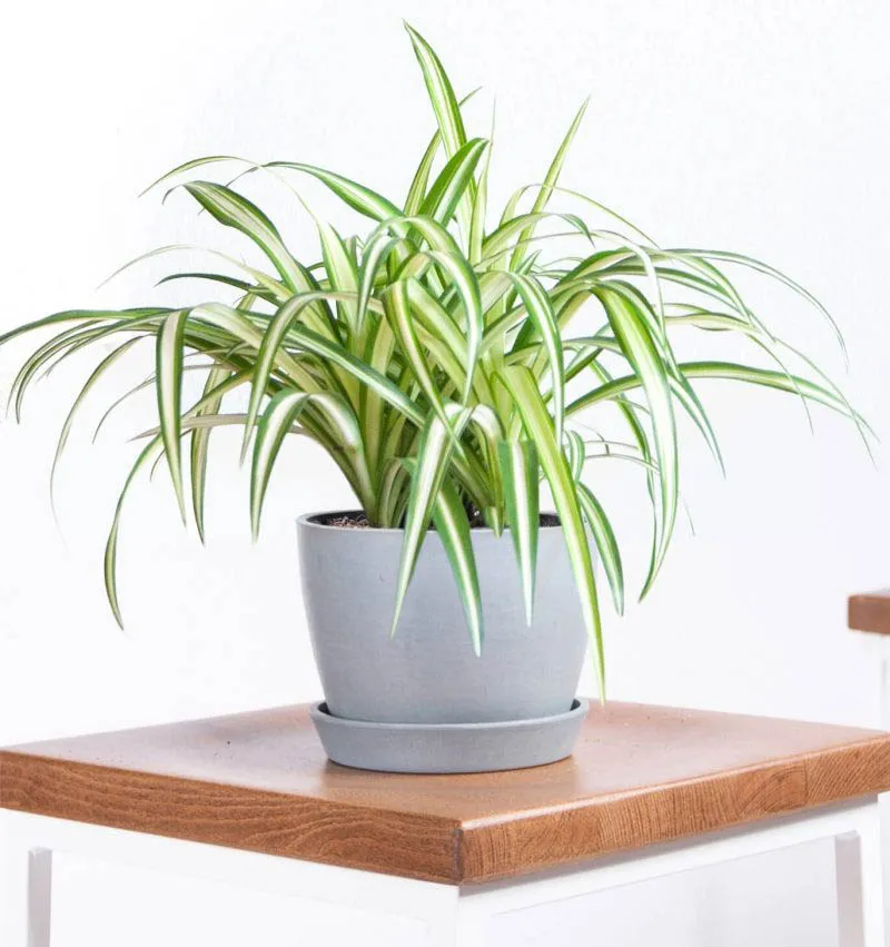 Cây Dây Nhện với lá loang màu độc đáo