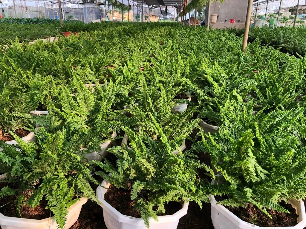 Cây dương xỉ xoăn