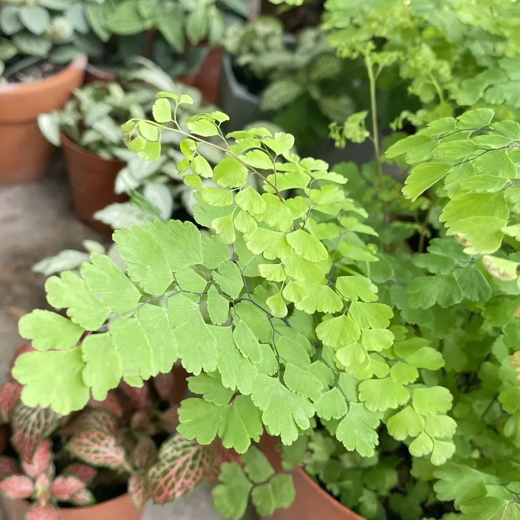 Cây dương xỉ chân thú độc lạ