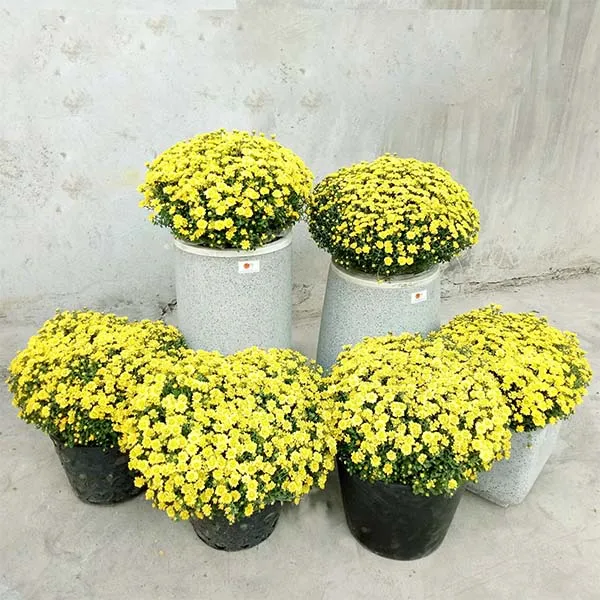 Cây hoa cúc mâm xôi vàng trang trí Tết