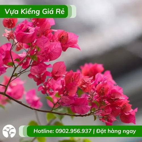 Cây hoa giấy giống khỏe mạnh, sẵn sàng để trồng và chăm sóc.