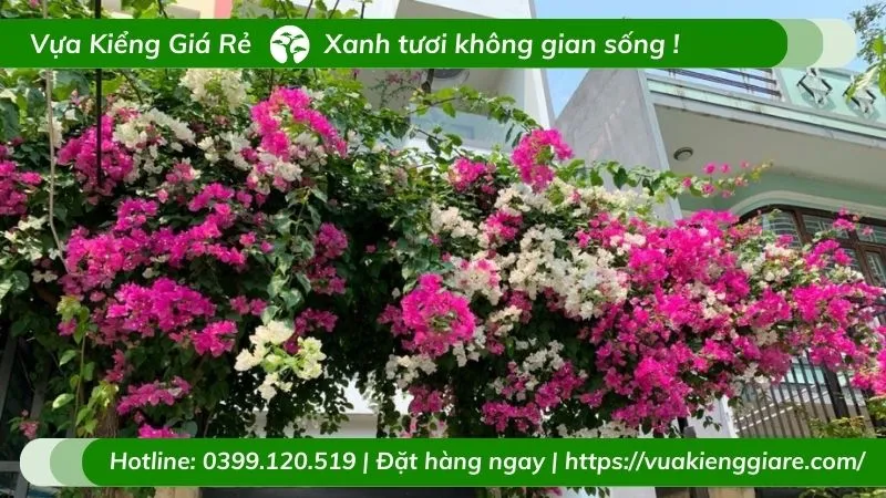 Cổng nhà trở nên rực rỡ với giàn hoa giấy leo phủ kín.