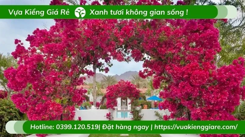 Tường rào đơn điệu trở nên nổi bật với giàn hoa giấy leo rực rỡ.