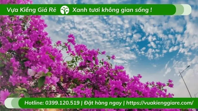Cận cảnh những bông hoa giấy màu cam tươi tắn.