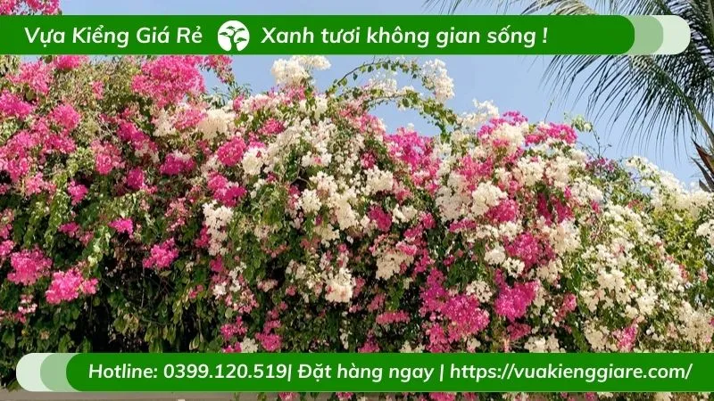 Giàn hoa giấy được tạo hình vòm độc đáo, thu hút ánh nhìn.