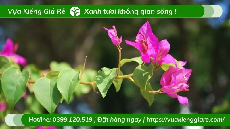Cây hoa giấy nở rộ với nhiều màu sắc rực rỡ trên giàn leo.
