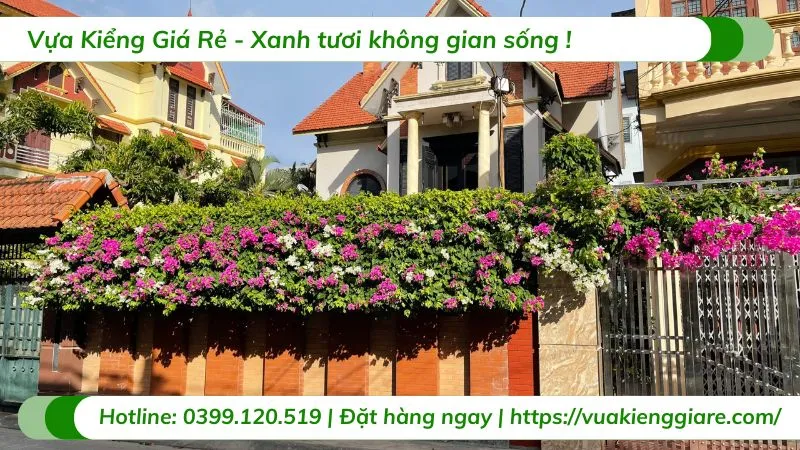 Cận cảnh những chùm hoa giấy nở rộ