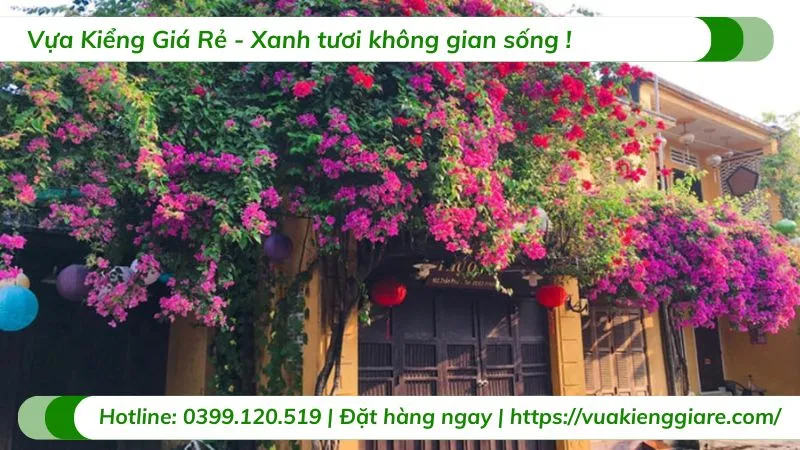 Cây hoa giấy leo giàn với tán lá xanh mướt và những chùm hoa rực rỡ