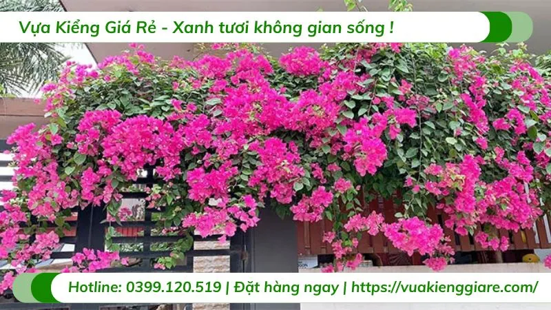 Cận cảnh những lá bắc rực rỡ của cây hoa giấy