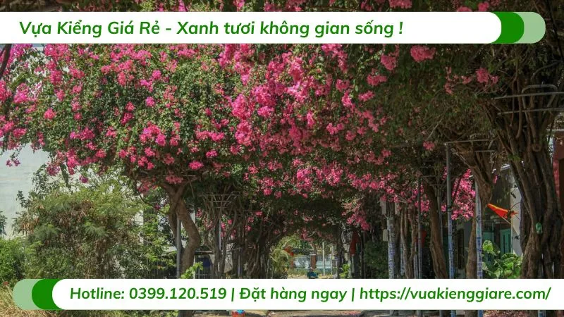 Khu vườn ngập tràn sắc hoa giấy rực rỡ