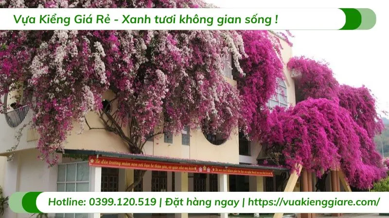 Cây hoa giấy leo giàn trong chậu lớn, sẵn sàng cho việc trồng