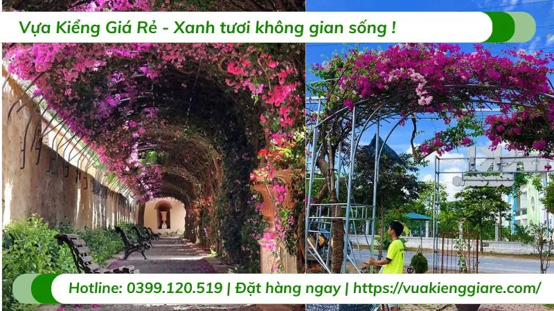 Cây hoa giấy leo giàn được cố định vào giàn gỗ chắc chắn