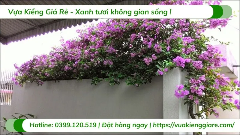 Bón phân cho cây hoa giấy leo giàn để bổ sung dinh dưỡng