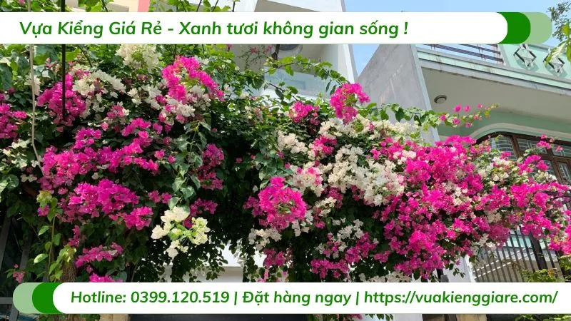 Cây hoa giấy leo giàn phủ kín một bức tường, tạo nên mảng xanh ấn tượng