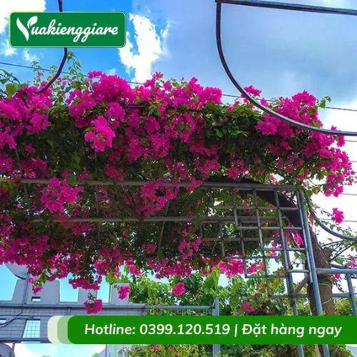 Cây hoa giấy leo giàn được trưng bày tại cửa hàng