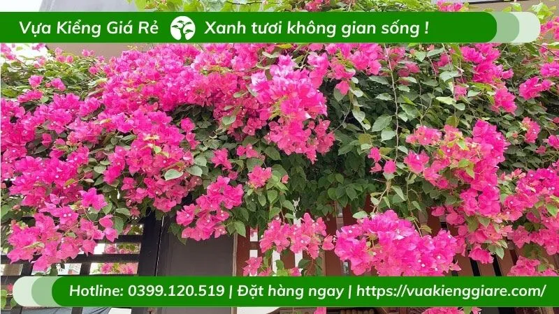 Toàn cảnh giàn hoa giấy leo rực rỡ sắc màu trước nhà.