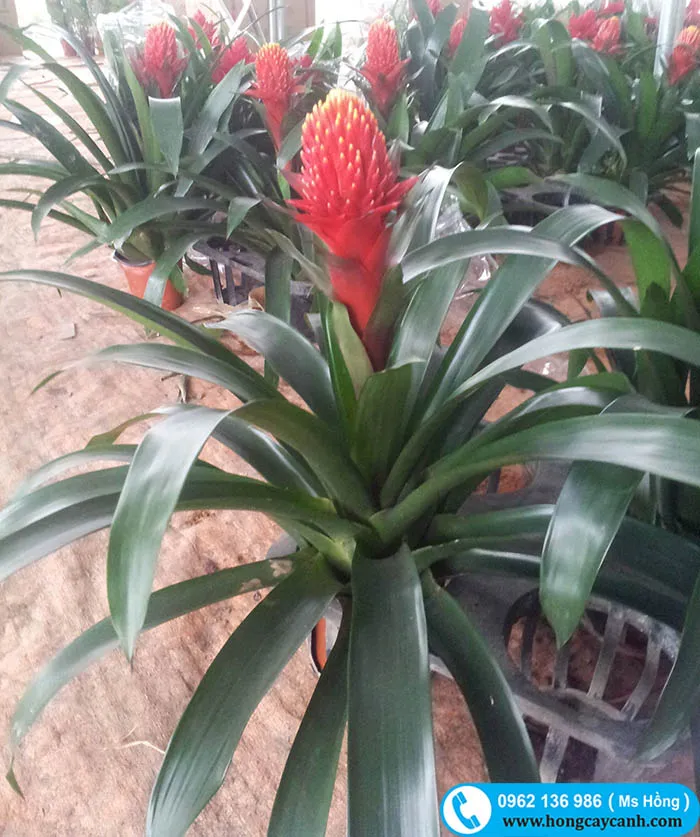 Cây hoa Lan Ngọn Đuốc đỏ rực