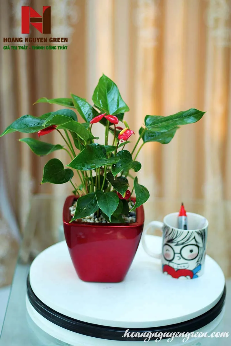 Cây Hồng Môn rực rỡ, mang lại may mắn.