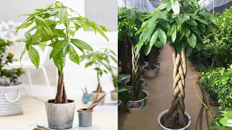 Cách trồng cây Kim Ngân với các bước chi tiết