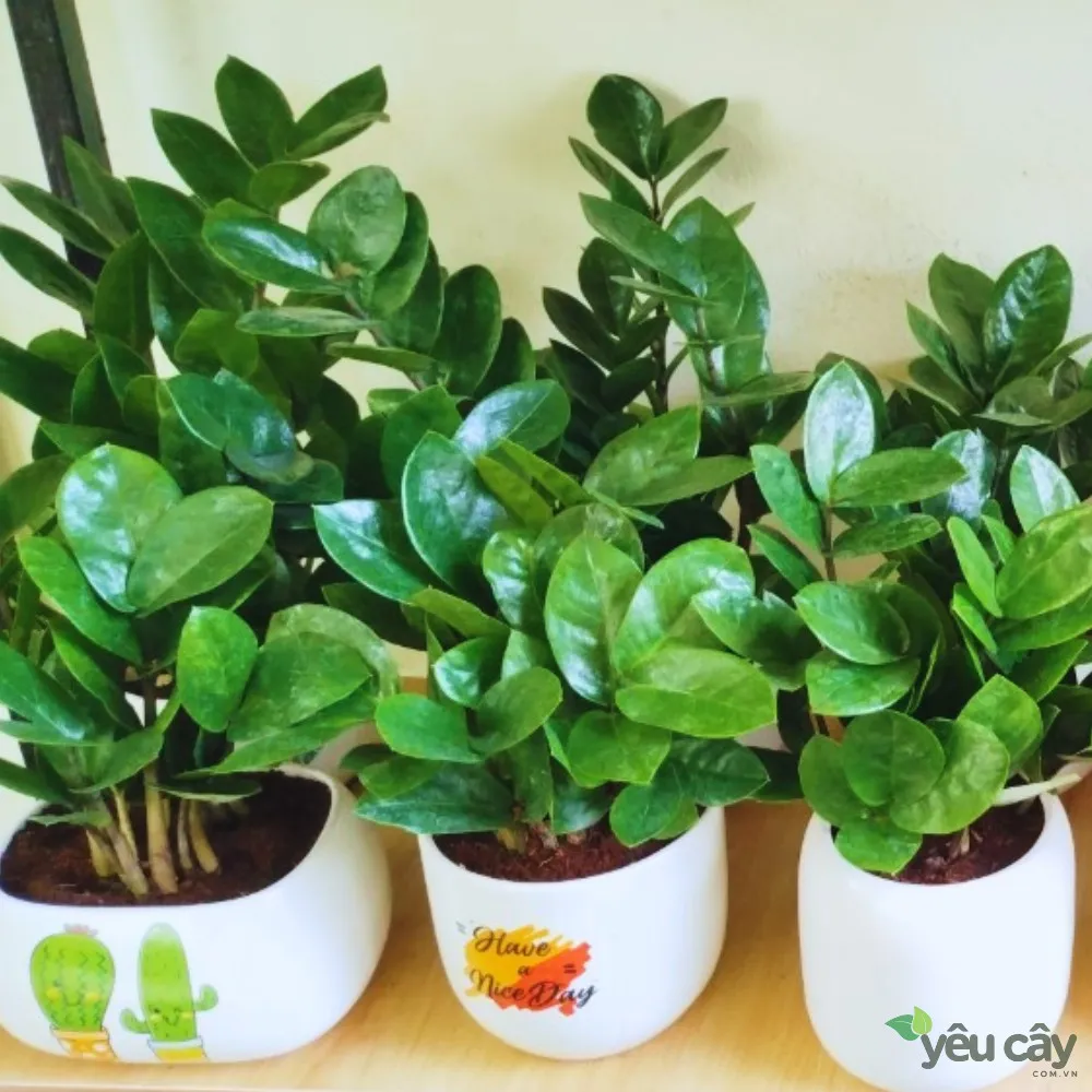 Cây kim tiền trên giá