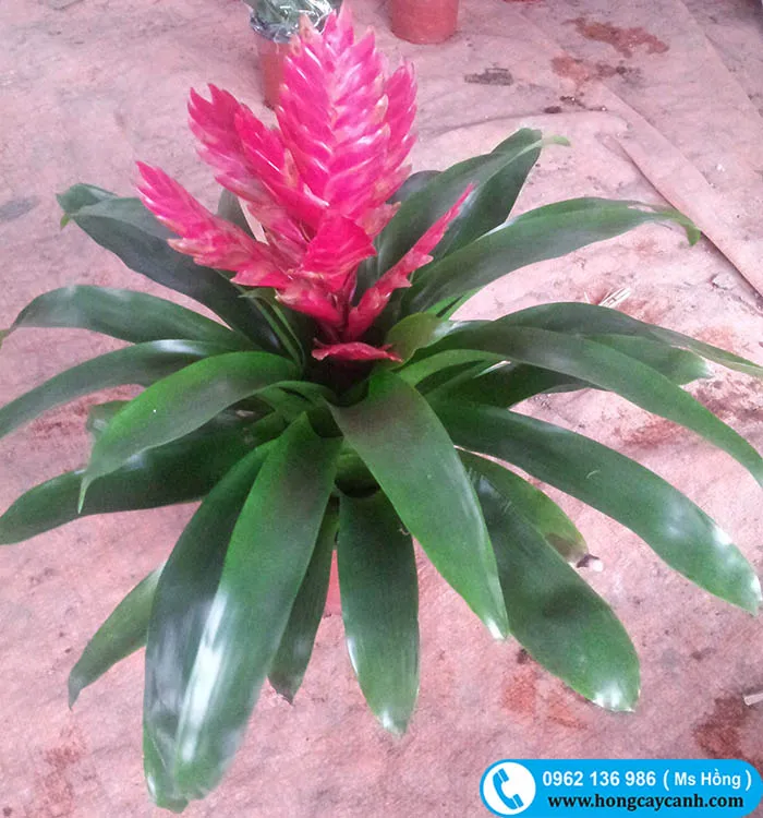 Cây Lan Ngọn Đuốc trưng bày nội thất văn phòng