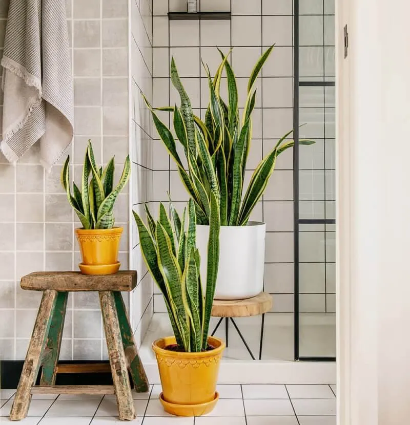 Cây lưỡi hổ giúp thanh lọc không khí