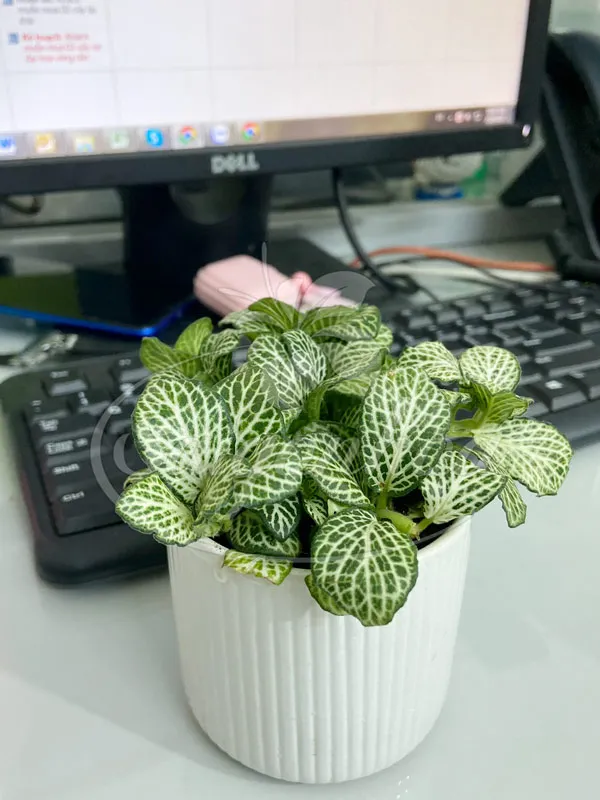 Cây may mắn đặt trên bàn làm việc, mang lại không gian xanh mát