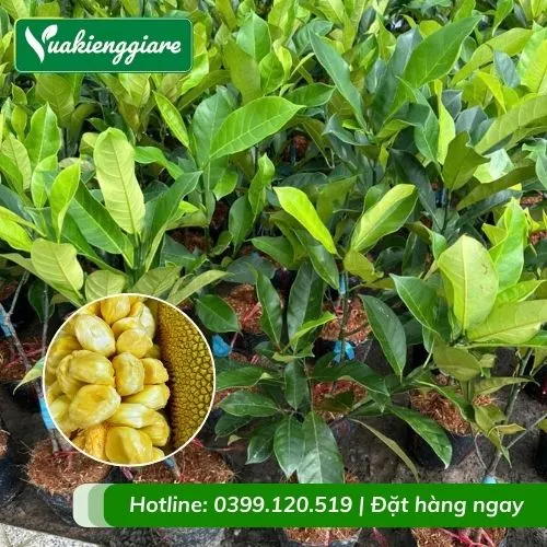 Cây mít tố nữ, cây giống