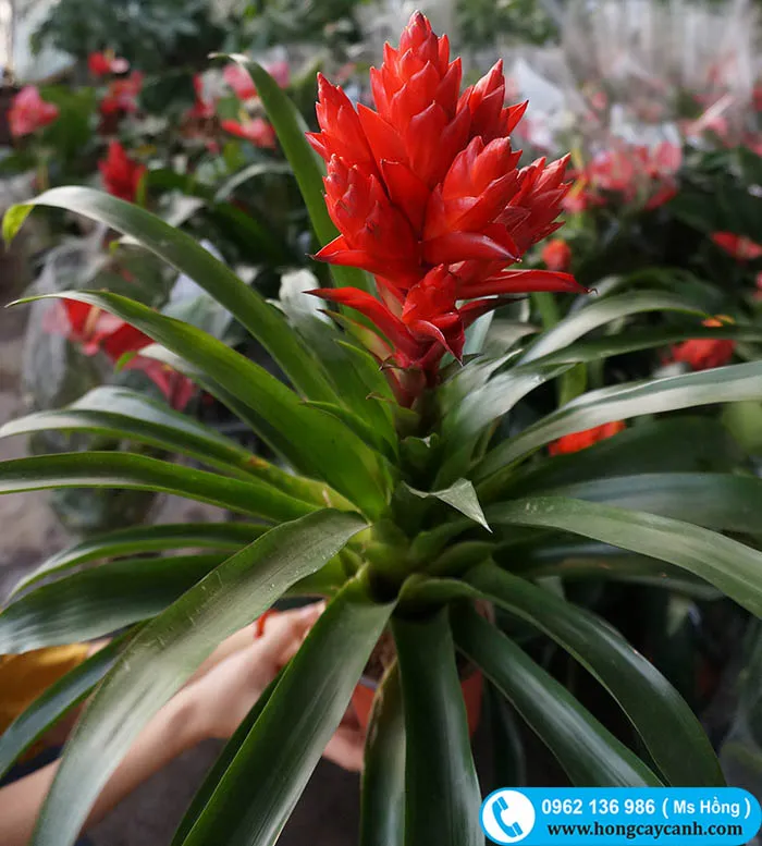 Cây Ngọn Đuốc với vẻ đẹp rực rỡ