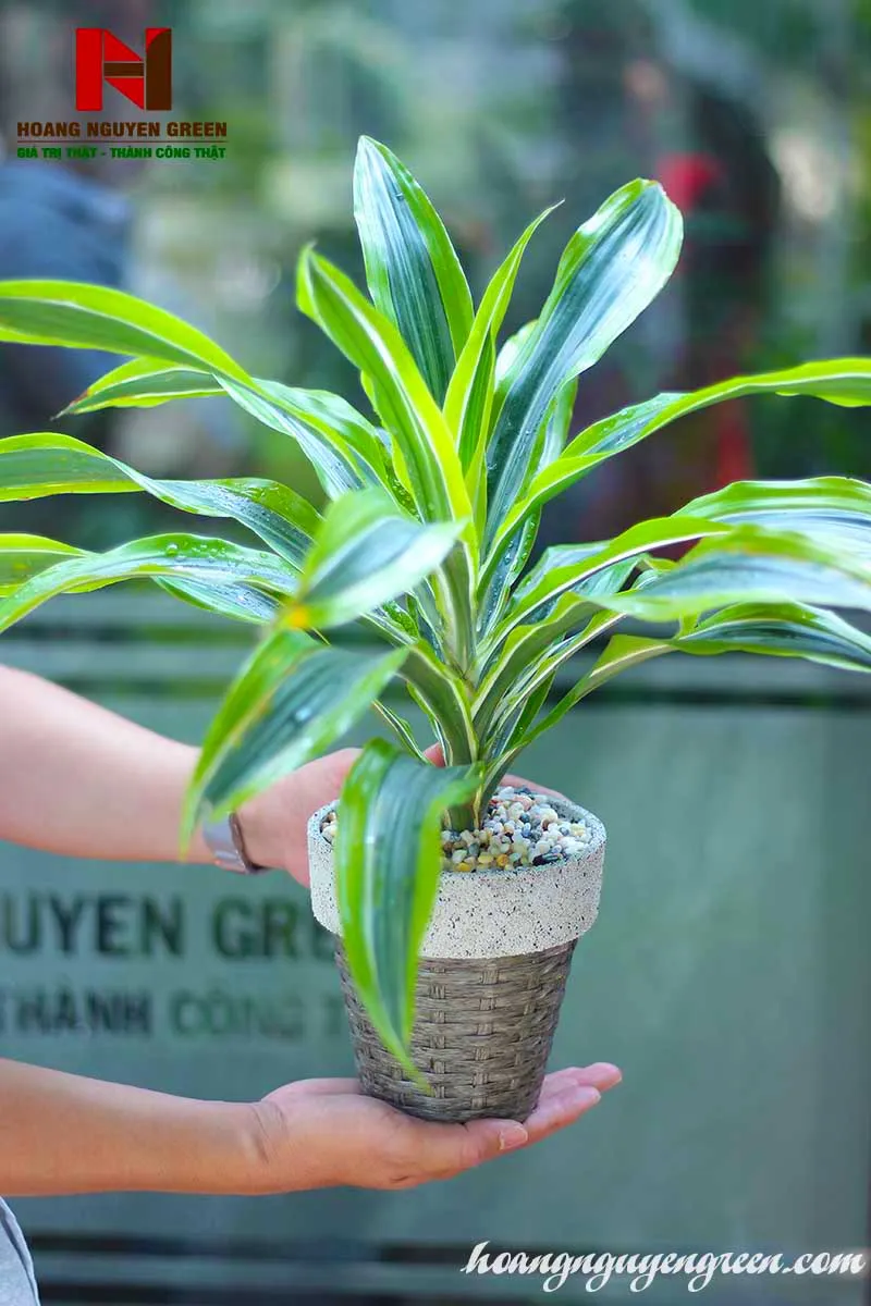 Các giống cây Phát Tài đa dạng được ứng dụng phổ biến trong trang trí nội thất hiện đại