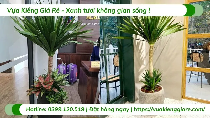 Cây phát tài núi 1 thân trồng chậu